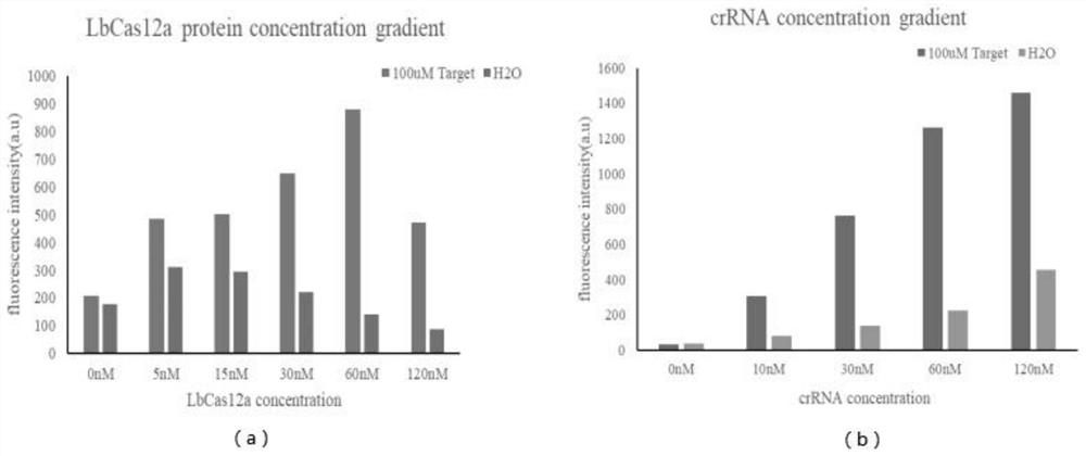 CRISPR/Cas12a one-step nucleic acid detection method