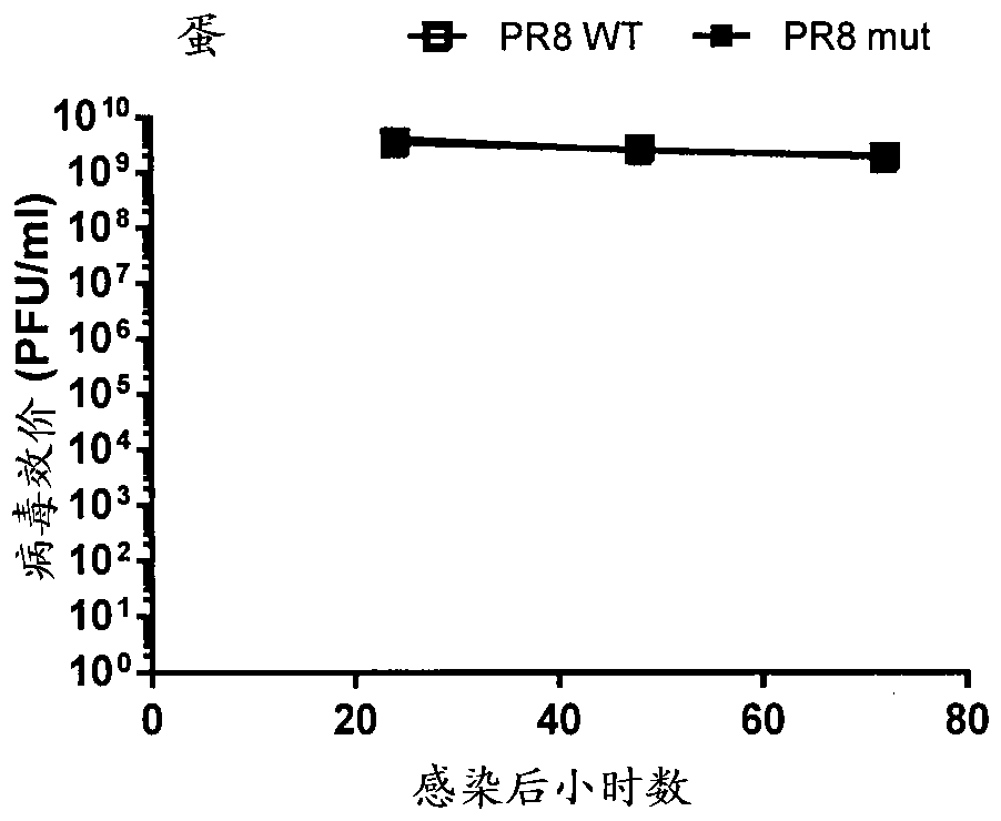 Live-attenuated virus and methods of production and use