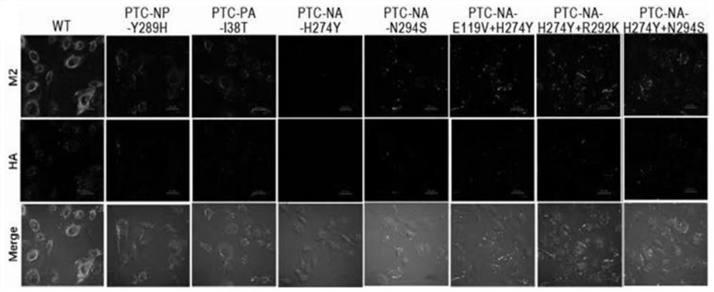 Replication-defective drug-resistant influenza virus and nucleic acid segment recombination rate detection method thereof