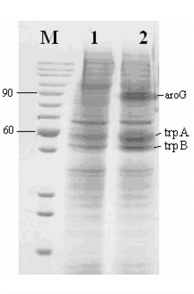 Method for building gene engineering strains of producing tryptophan