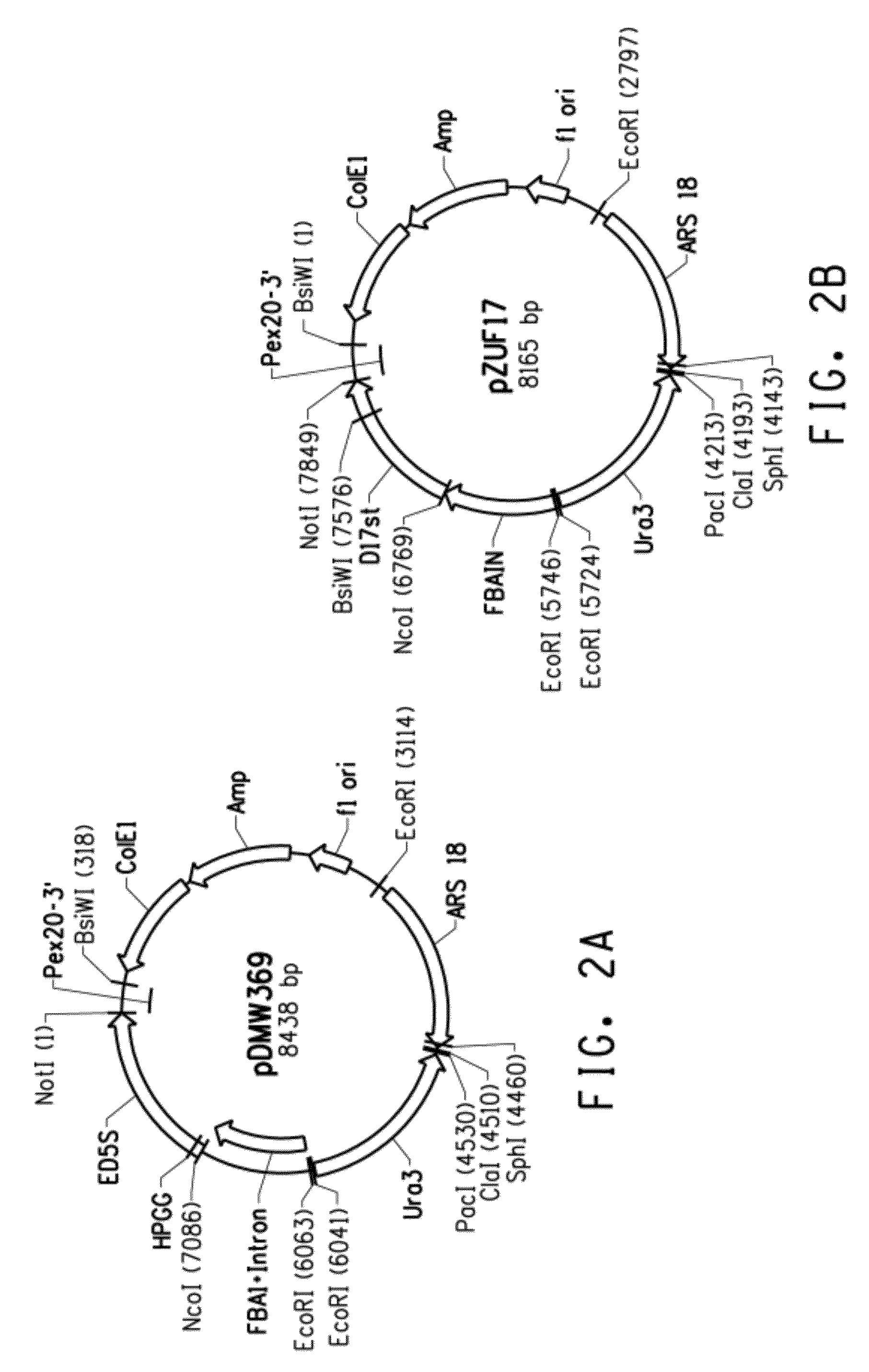 Mutant delta-5 desaturases mutated in the heme-binding motif (HPGG) and their use in making polyunsaturated fatty acids