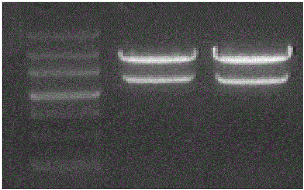 RT-LAMP detection kit and detection method of infectious myonecrosis viruses