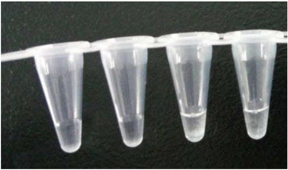 RT-LAMP detection kit and detection method of infectious myonecrosis viruses