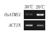 Rice temperature sensitive male sterility gene, coding protein and application thereof