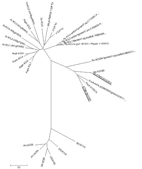 Rice temperature sensitive male sterility gene, coding protein and application thereof