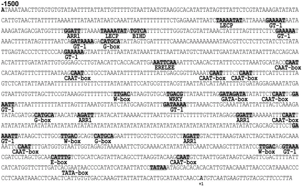 A kind of recombinant expression vector including Phytophthora inducible gene promoter and its application