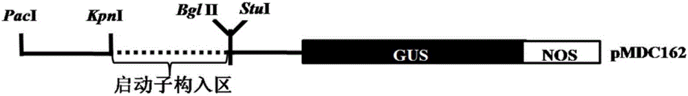 A kind of recombinant expression vector including Phytophthora inducible gene promoter and its application