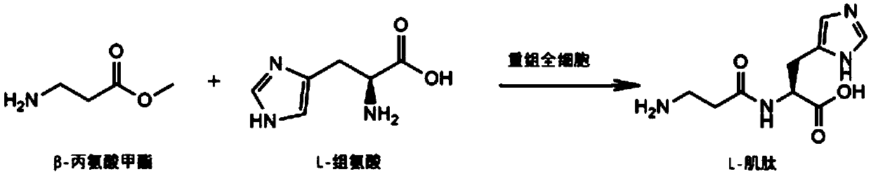 Method for efficiently catalyzing and synthesizing L-carnosine in whole cell