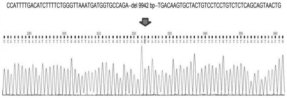 Method for knocking out mouse Abhd12 gene by using CRISPR/Cas9 system and application