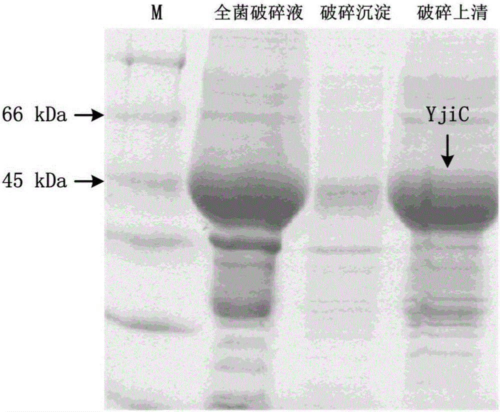 Production method of rare ginsenoside Rh2