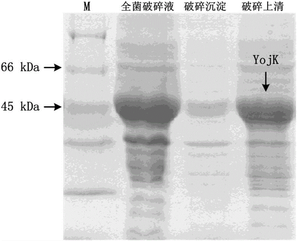 Production method of rare ginsenoside Rh2