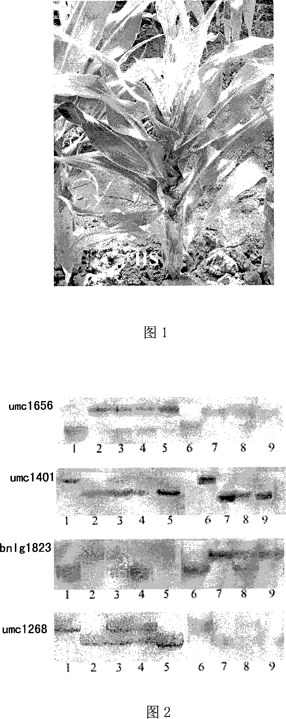 Maize inbred line resistant to MRDV bred by using molecule making