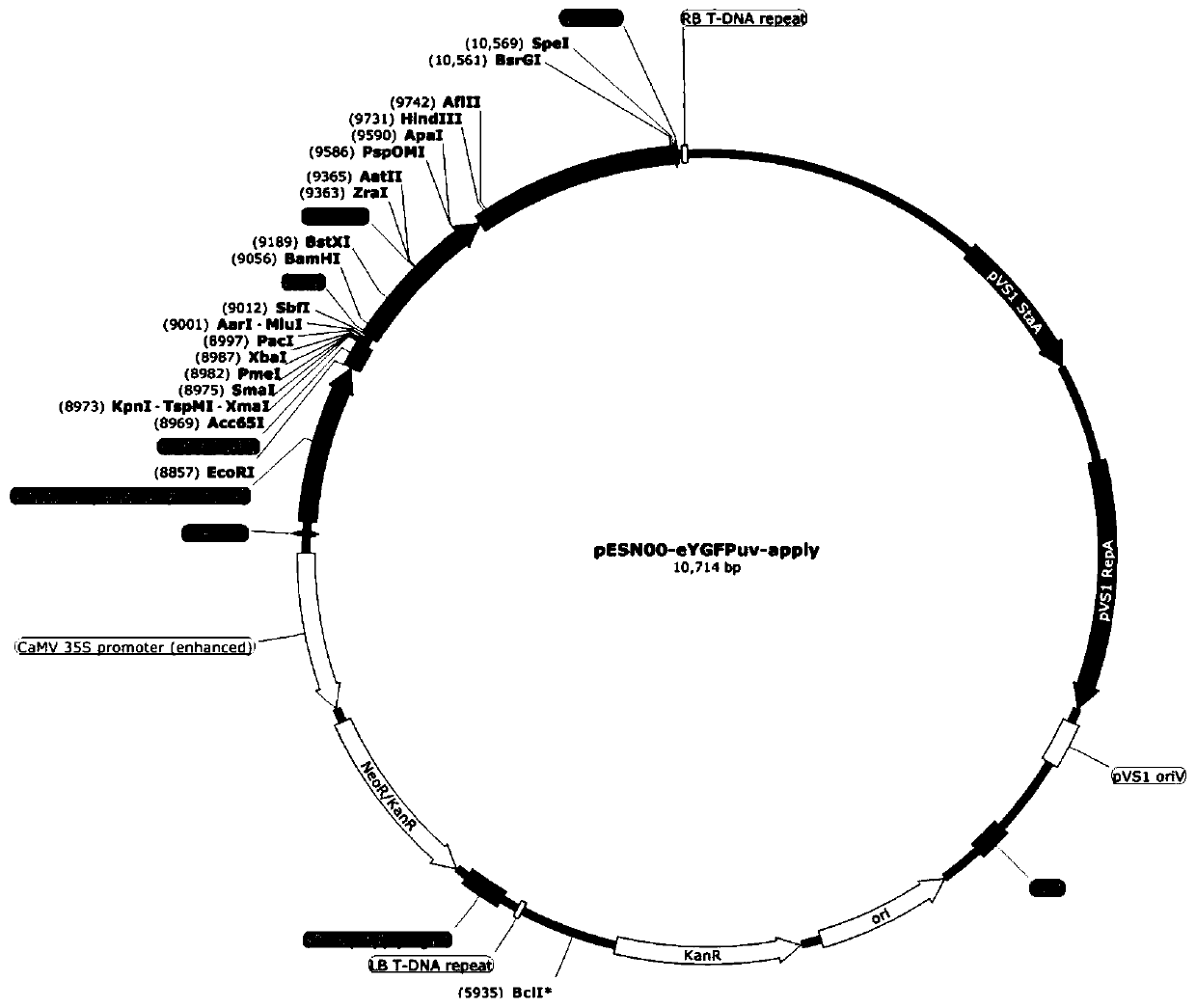 Multifunctional plant expression vector as well as construction method and application thereof