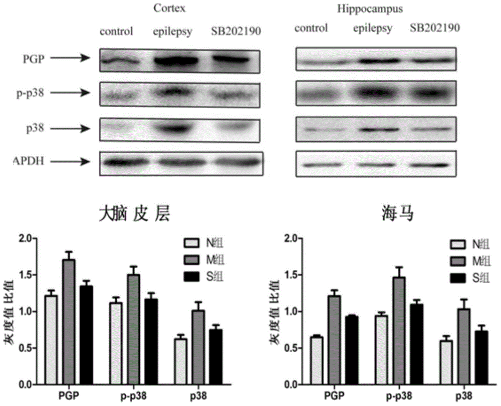 Application of SB202190 in preparation of medicines for treating intractable epilepsy