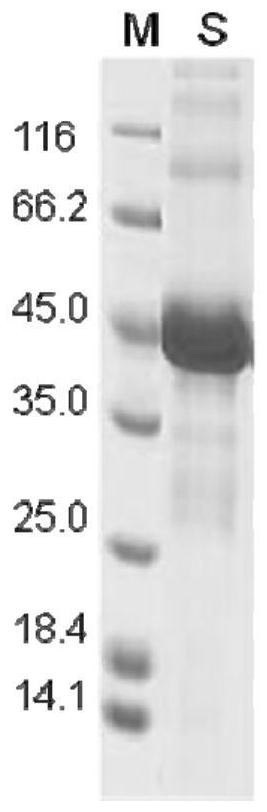 Keratin BD-6, preparation method, pharmaceutical composition and application thereof