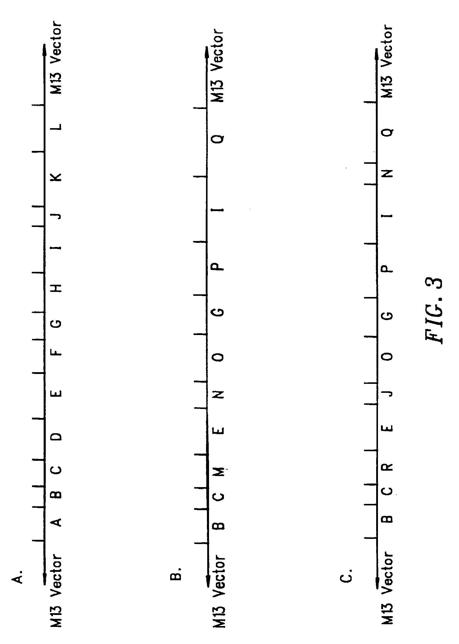 Polyvalent display libraries