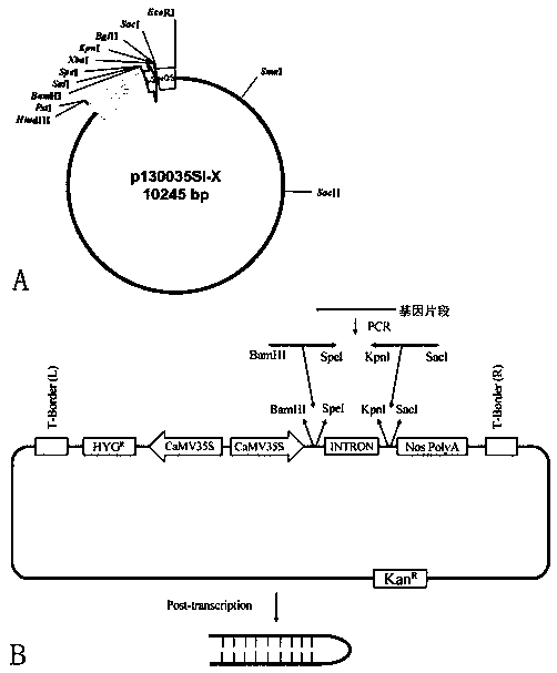 Tomato fruit maturing gene S10658 and application thereof