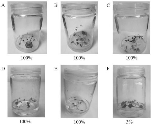 A method for tissue culture and multiplication of Pseudostellaria heterophylla virus-free seedlings