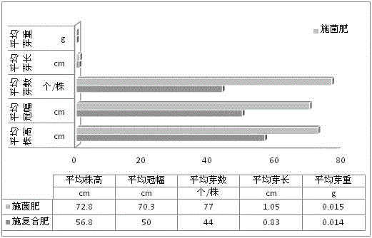 Bacterial fertilizer for increasing budding rate of tea trees and preparation method of same