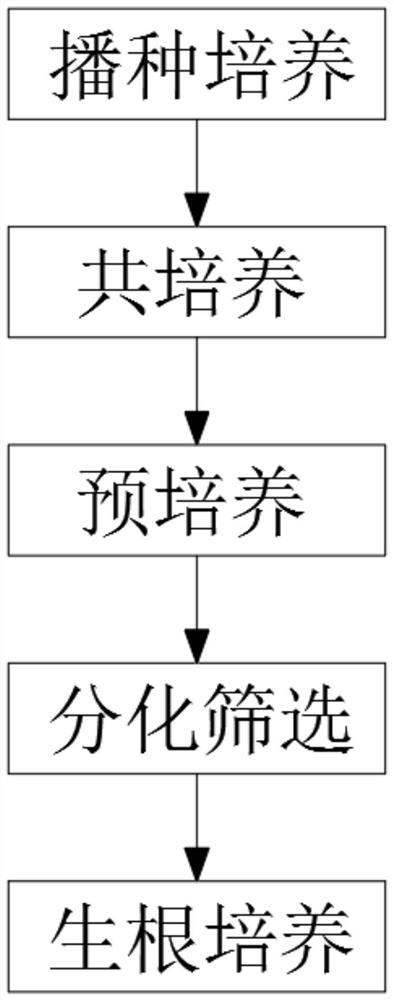 Efficient genetic transformation method of brassica juncea based on agrobacterium-mediated method