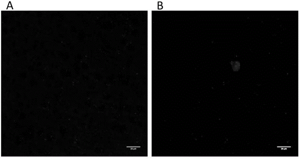 Fluorescence control method of light-controlled fluorescent protein marker biological tissue embedding sample