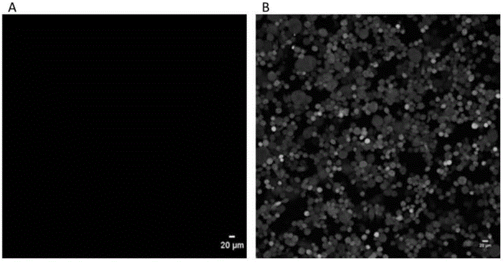 Fluorescence control method of light-controlled fluorescent protein marker biological tissue embedding sample