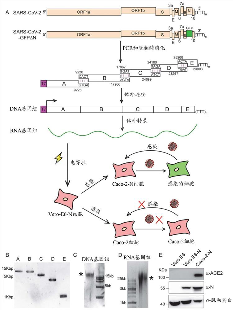 Viral structural protein genetic complement based coronavirus cell model