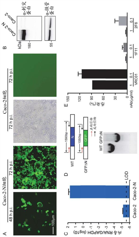 Viral structural protein genetic complement based coronavirus cell model