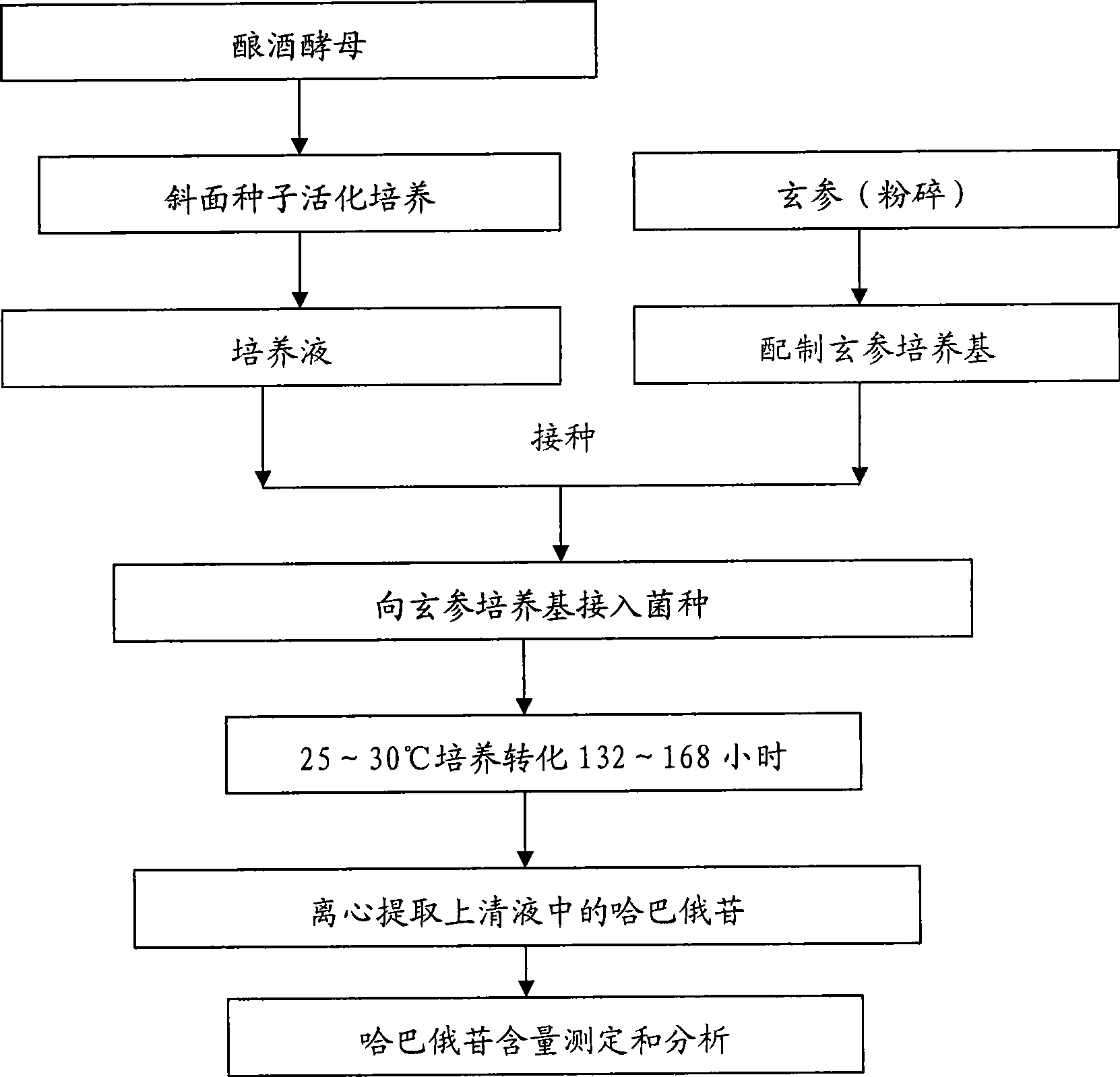 Method for improving arpagoside extraction rate in radix scrophulariae by fermentation method