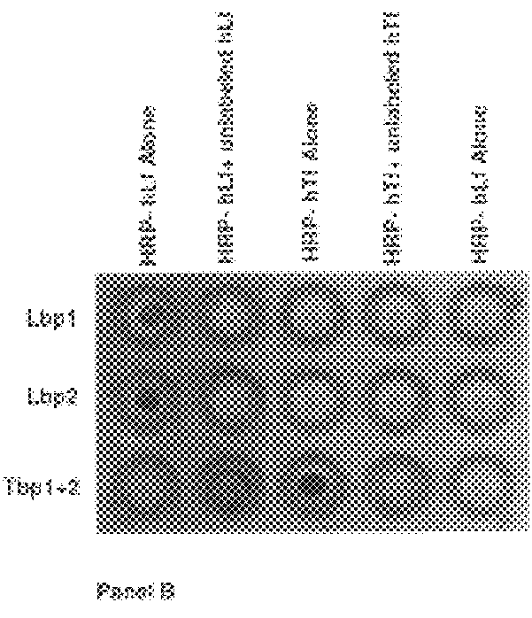 Lactoferrin receptor protein