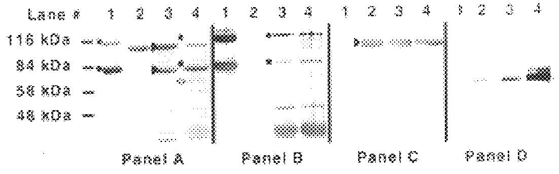 Lactoferrin receptor protein