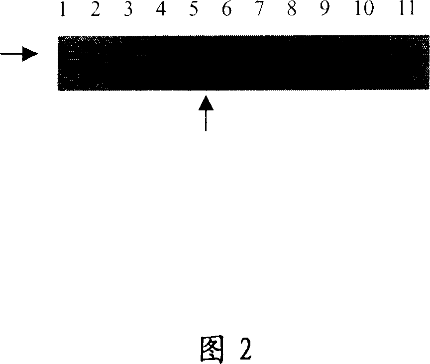 Biomolecule with therapeutic tumour action and its use