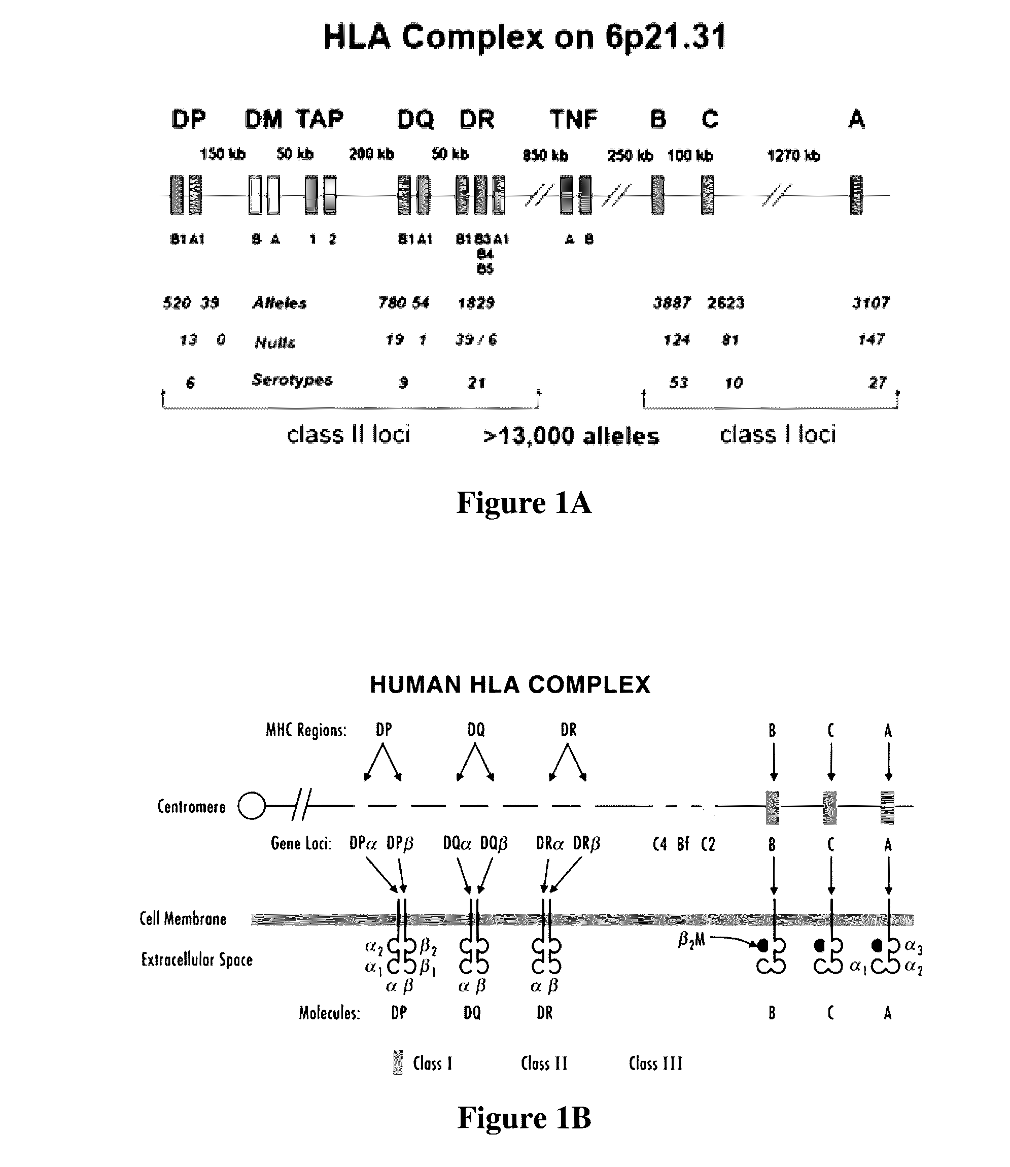 Compositions And Methods For Viral Cancer Neoepitopes