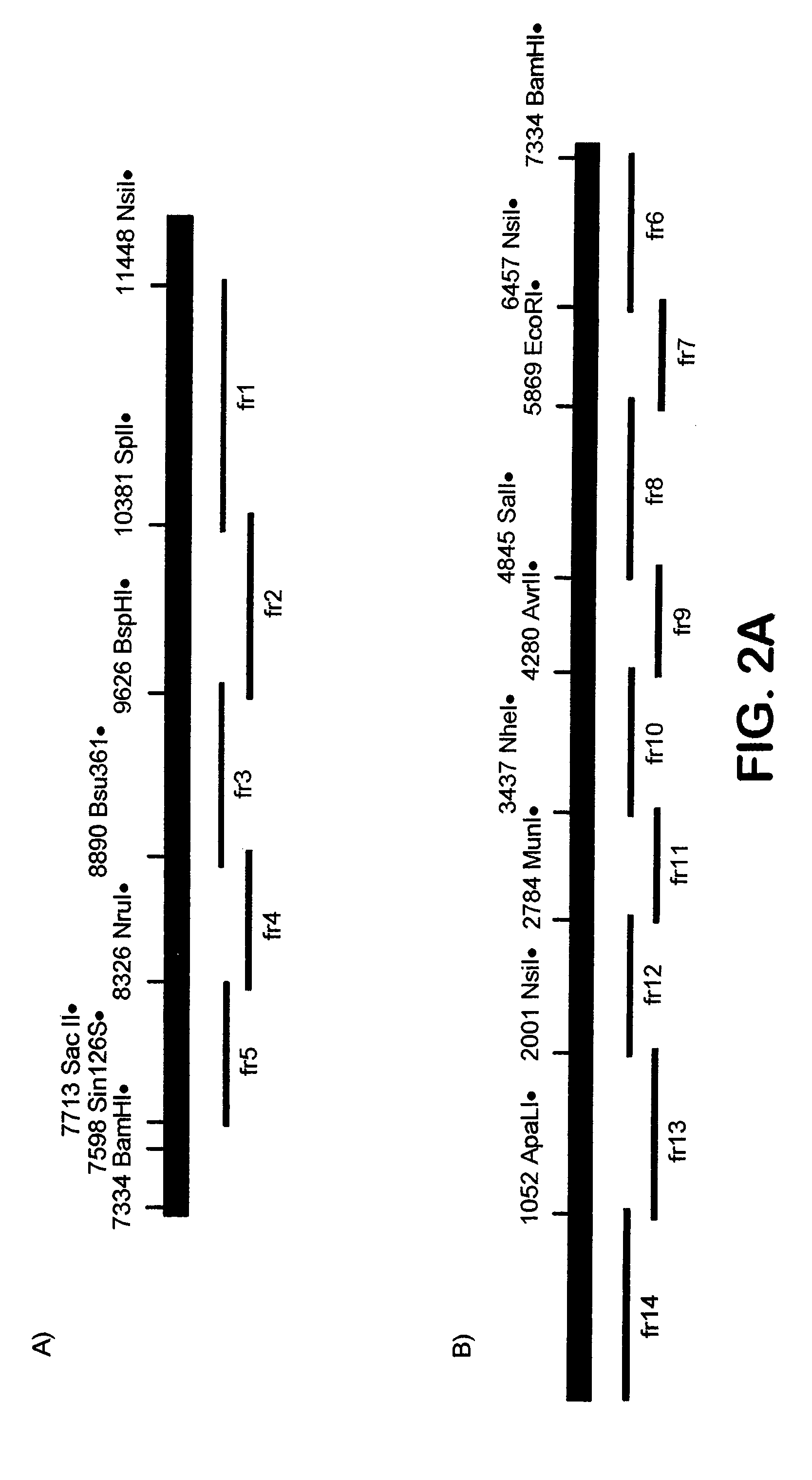 Compositions and methods for generating an immune response utilizing alphavirus-based vector systems