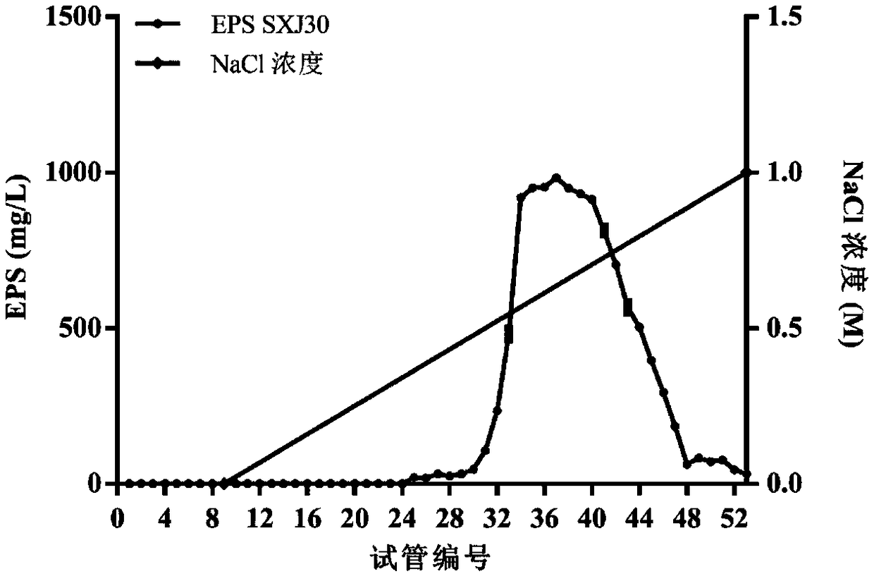 Lactic acid bacteria extracellular polysaccharide and immune adjuvant