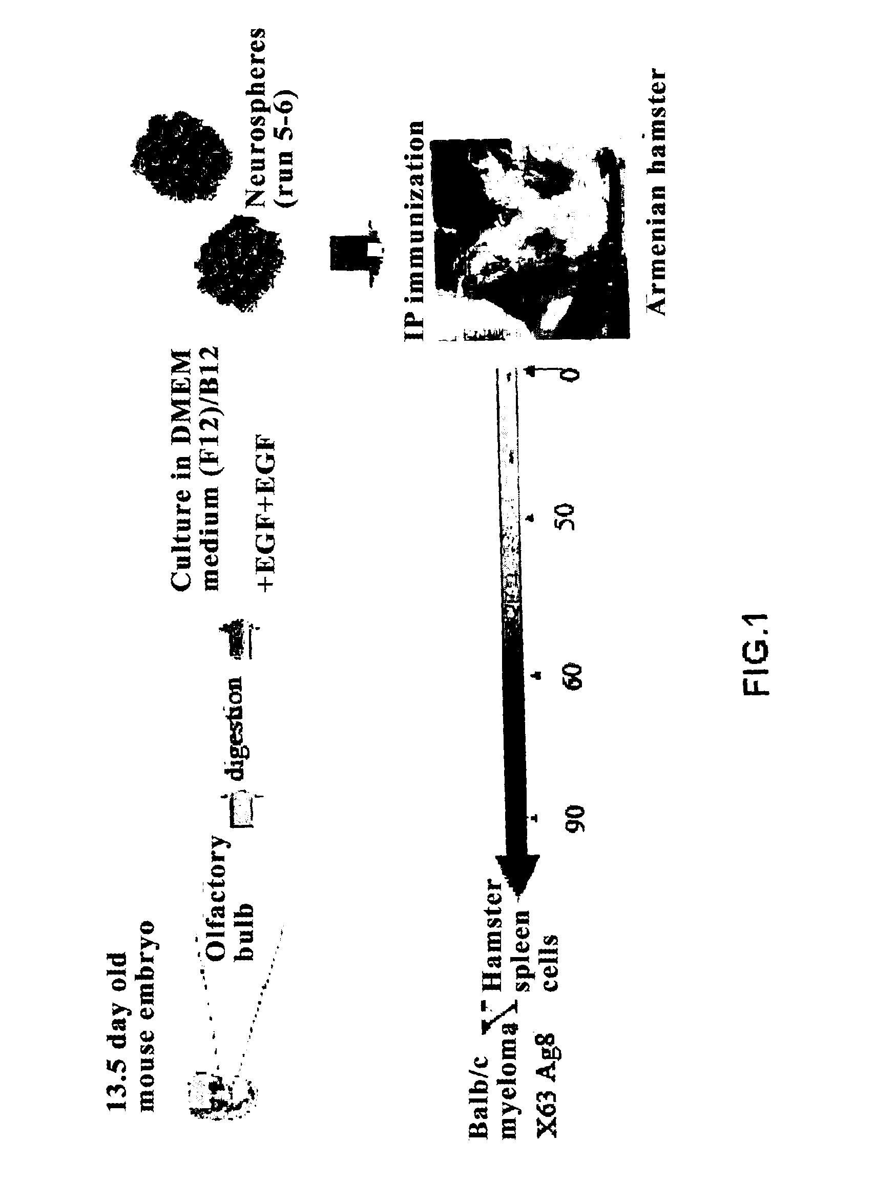 Method for generating monoclonal antibodies that recognize progenitor cells