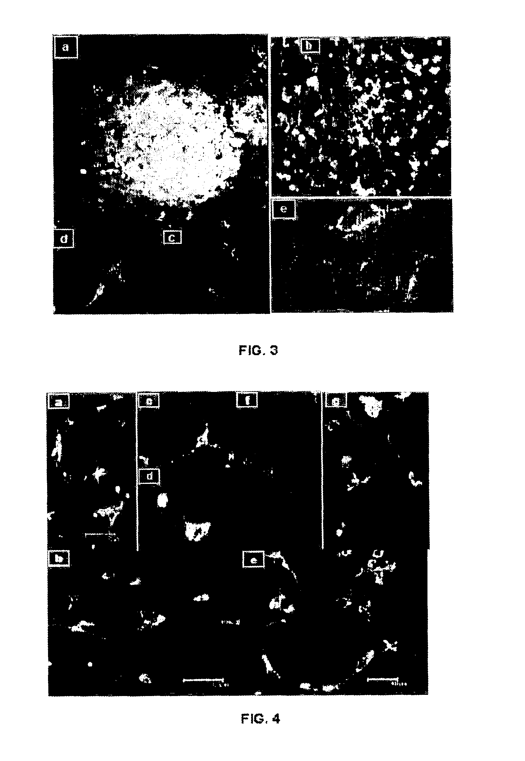 Method for generating monoclonal antibodies that recognize progenitor cells