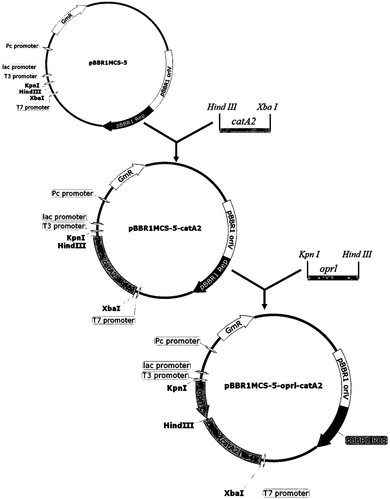 Engineering bacterium for degrading polycyclic aromatic hydrocarbon, engineering reforming method and application thereof