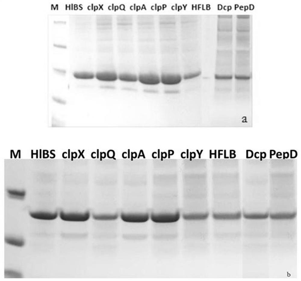 A kind of recombinant bacteria expressing glp-1 analog and its application