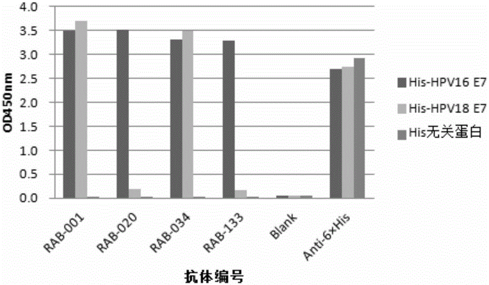 Monoclonal antibody for detection and classification of cervical cancer and application thereof