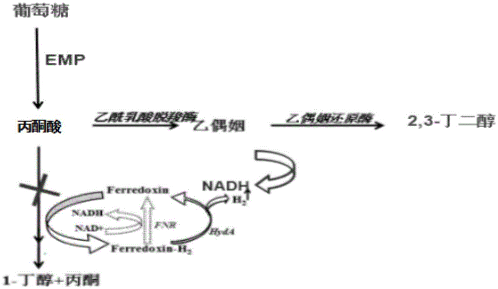 Genetically engineered bacterium for co-generating butanol and 2,3-butanediol and construction method and application thereof