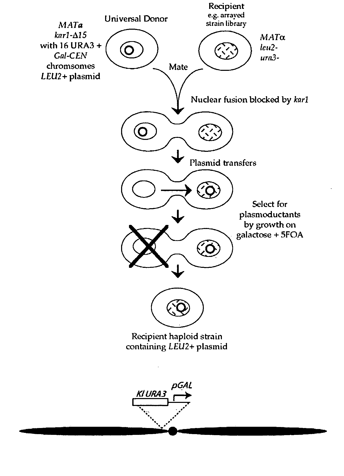 Donor yeast strain for transfer of genetic material