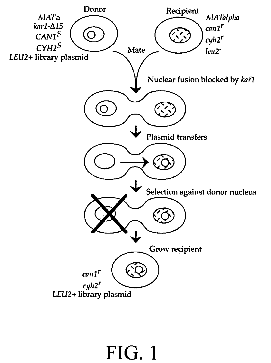 Donor yeast strain for transfer of genetic material