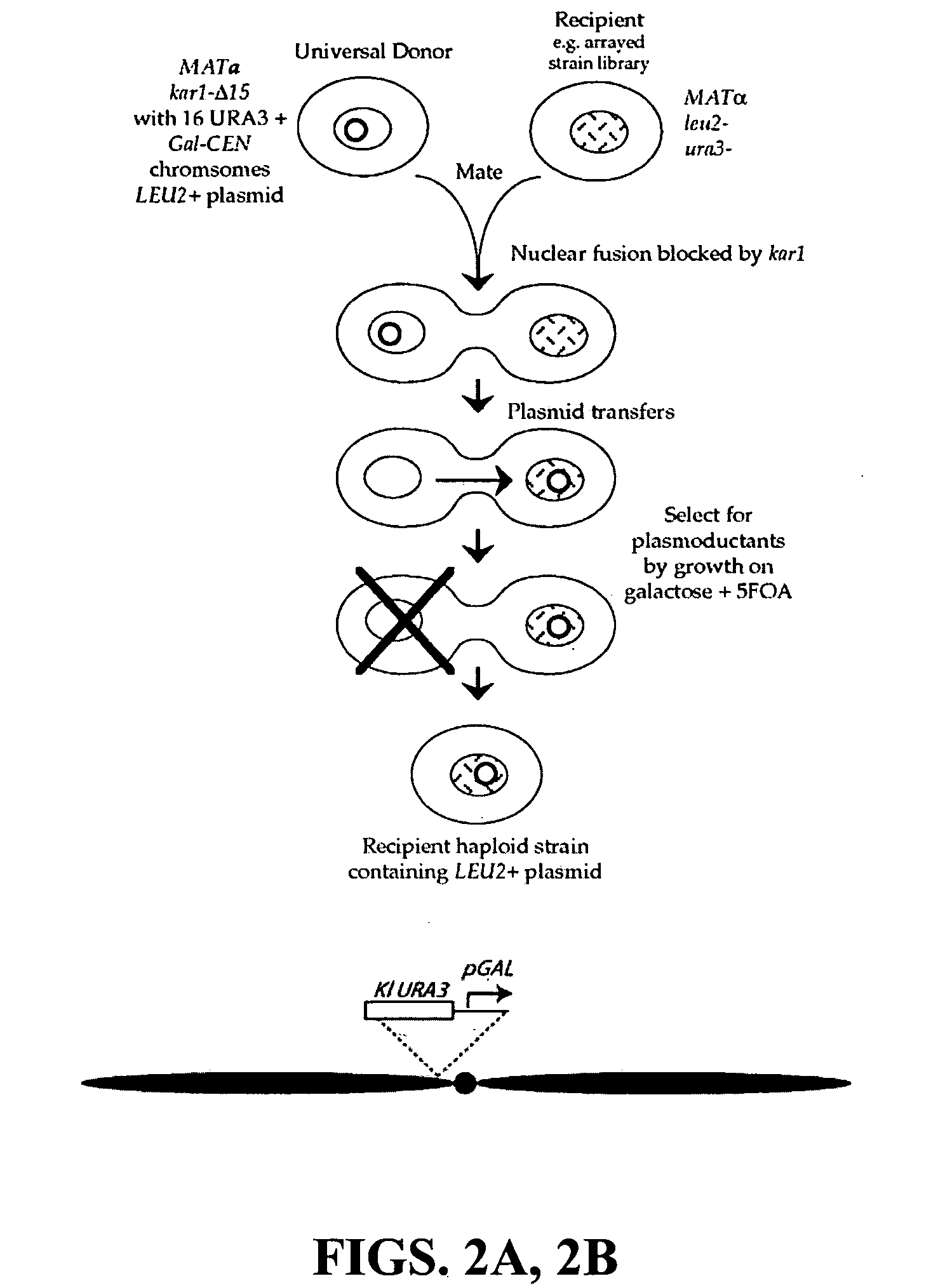 Donor yeast strain for transfer of genetic material