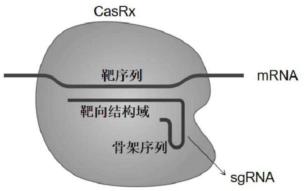 SgRNA and application thereof