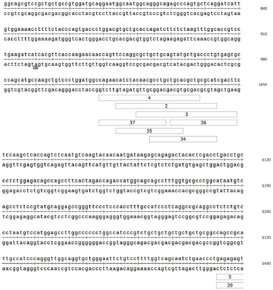 SgRNA and application thereof