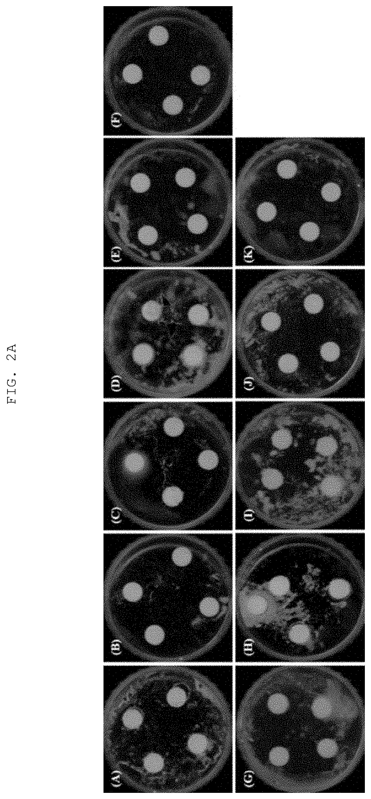 Ingestible tablet or powder type oral cleaning composition