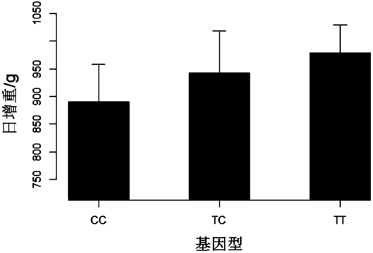 SNP marker affecting pig daily weight gain traits and application thereof