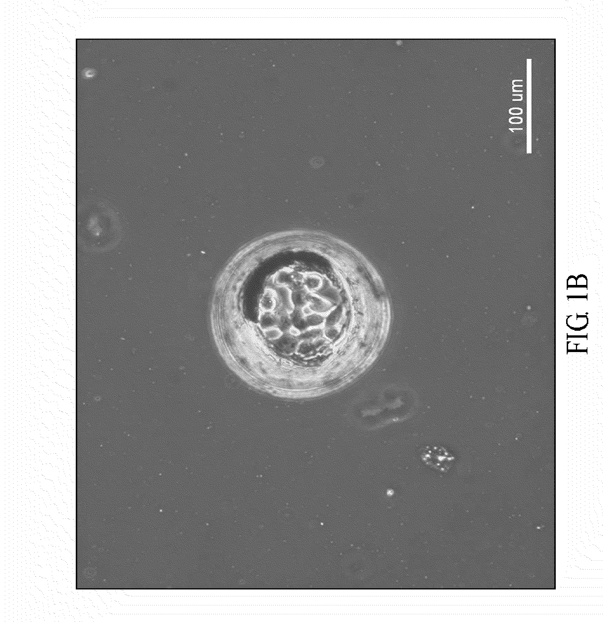 Cell pattern and method for producing the same