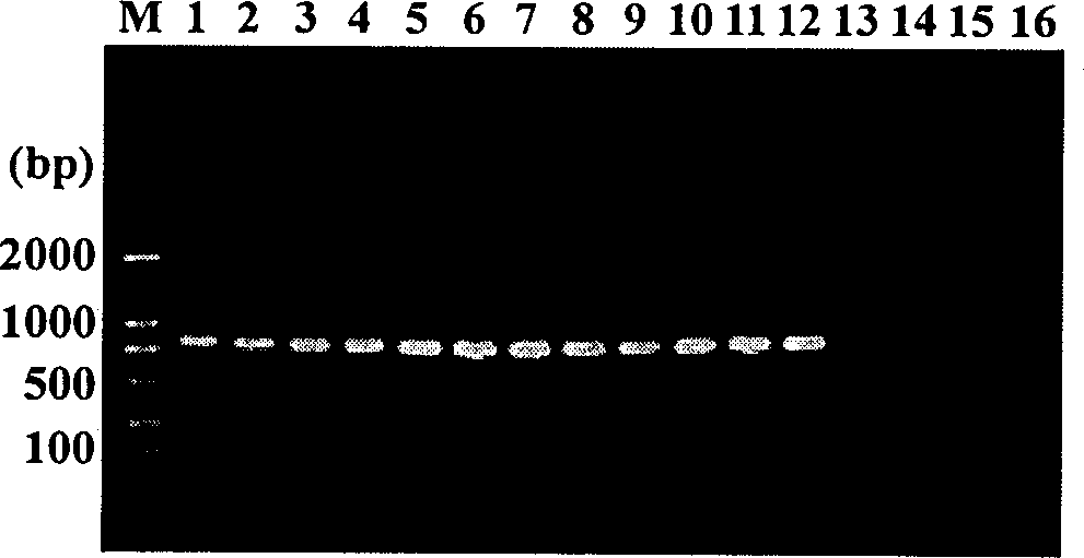 Molecule primer for detecting javanese root knot nematode and usage